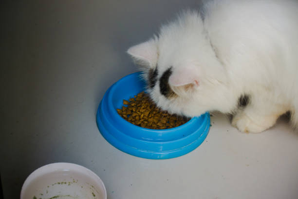 White cat and pet food