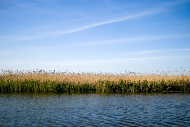 River bank overgrown with reeds.\nView of the river bank overgrown with reeds. Blue water, yellow and green reeds and blue sky.