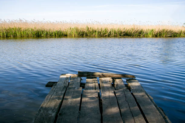 Old wooden pier. An old wooden bridge, a river bank overgrown with reeds.\nView from the old wooden pier to the river bank overgrown with reeds.