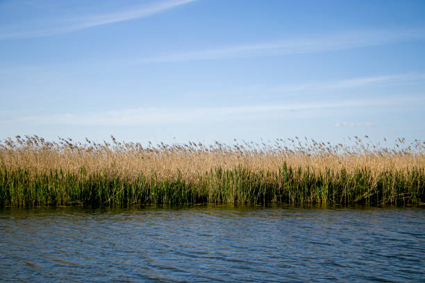 istock River bank overgrown with reeds. 2156900758