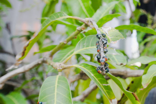 Group of big flies and tree twigs