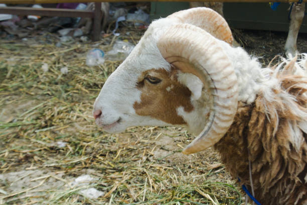 Ram's head and sheep's horns