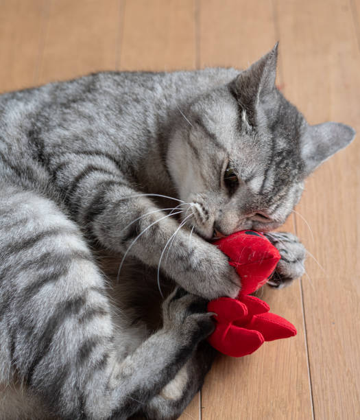 istock Cute cat playing with stuffed toy 2156900912