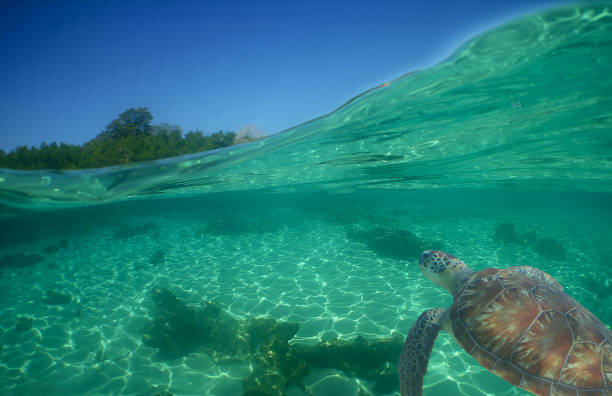 istock a sea turtle on a reef  in the caribbean 2156900991