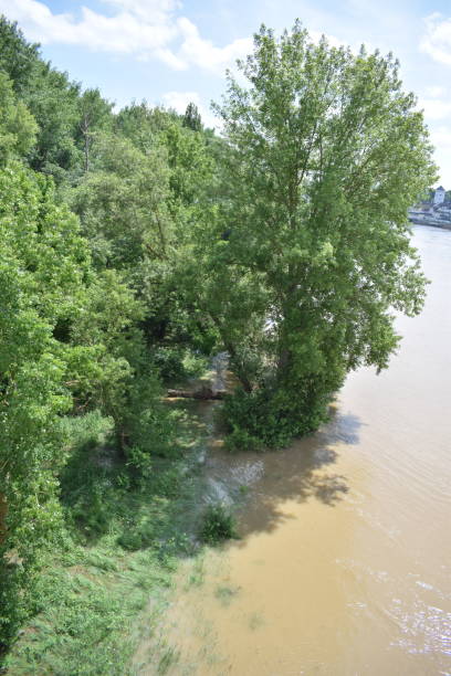 istock huge trees in the Rhine 2156904450