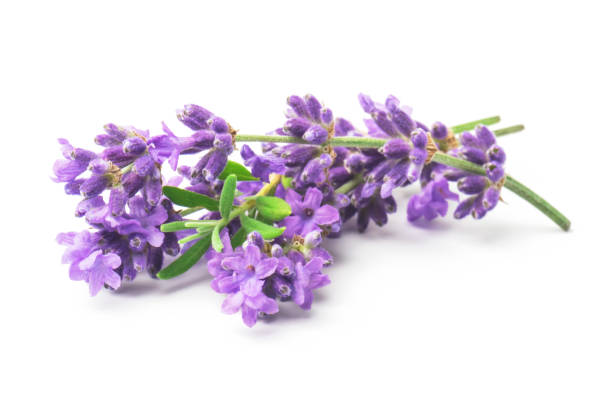 istock Bunch flower lavender therapeutic herbs, isolated on white background. 2156905428