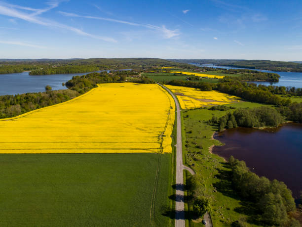 istock Rapeseed field from above in sweden 2156905436