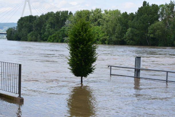 istock avenue tree in the flood, street under water 2156905676