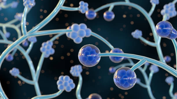 istock 3d rendering of yeast called Candida albicans 2156905718