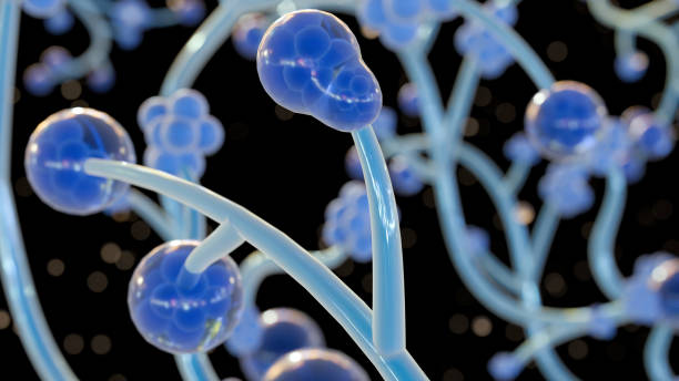 3d rendering of yeast called Candida albicans