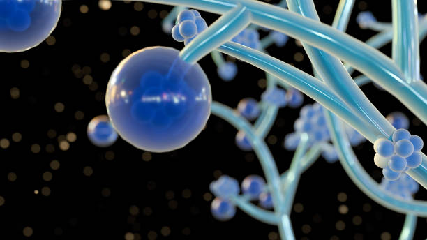 istock 3d rendering of yeast called Candida albicans 2156905739