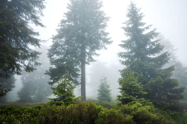 istock Spruce forest in fog and low clouds 2156907054
