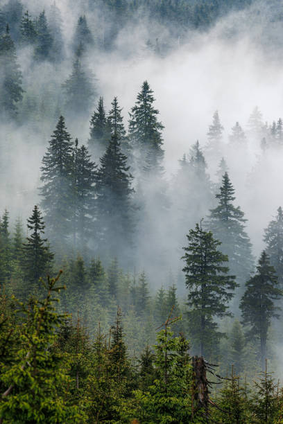 istock Fog and low clouds in spruce forest at mountains 2156907057