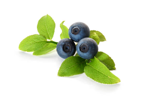 istock Wild blueberries with leaves 2156907641