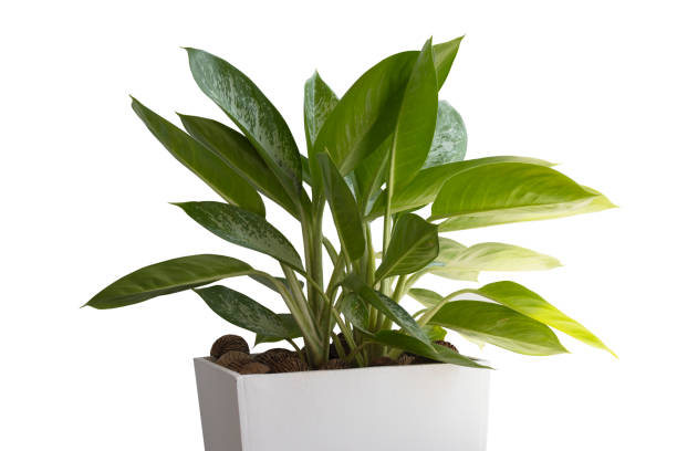 istock Green potted plant by city window 2156909020