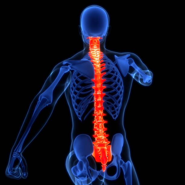 istock Spinal Cord Vertebral Column of Human Skeleton System Anatomy 2156909329