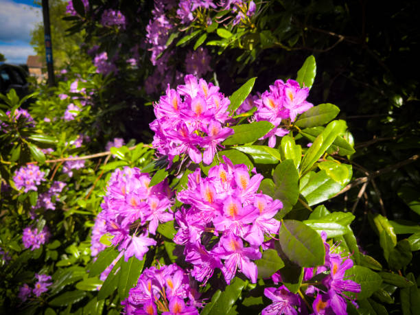 Photograph of pink flowers at a park.