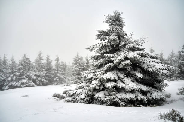 Snow-covered coniferous forest in winter in the Giant Mountains, Poland