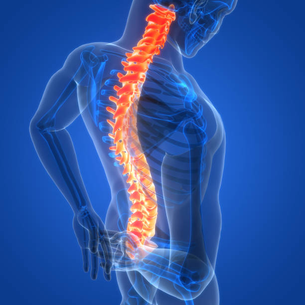 istock Spinal Cord Vertebral Column of Human Skeleton System Anatomy 2156909678