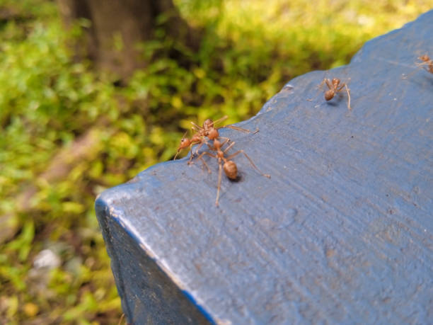 Image of a group of weaver ants on a park bench