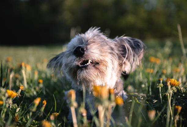 istock dog without a breed is laying in the grass 2156911316