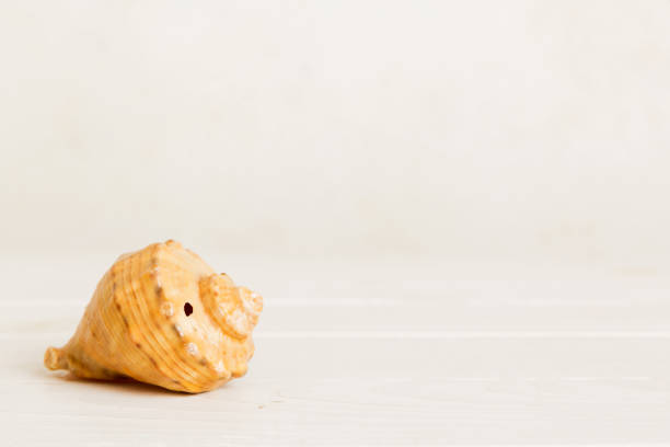 Summer time concept with sea shells or starfish on a table background with copy space for text.