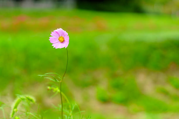 Cosmos flowers blooming in Japan