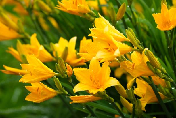 istock Bright yellow daylily flowers after rain, close-up. 2156918320