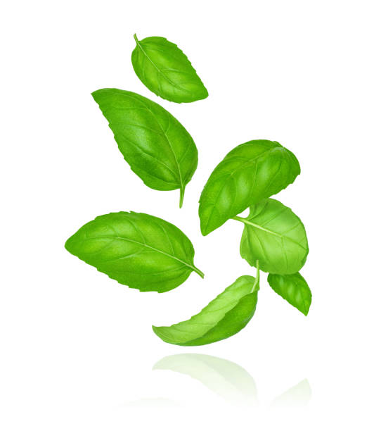 istock Composition of flying basil leaves. 2156918946