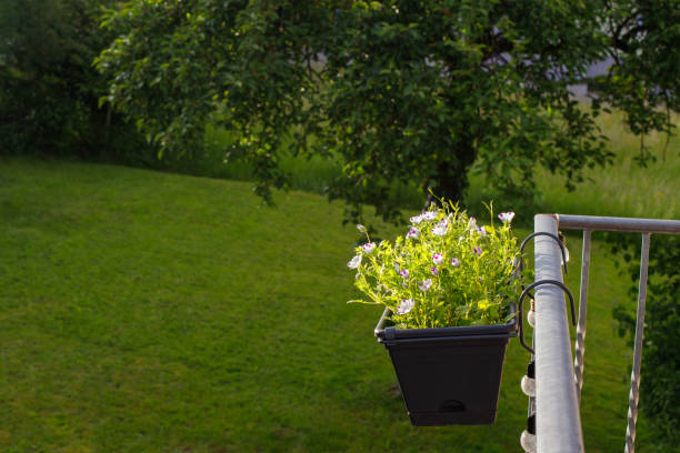 Close up image depicting green plants arranged in a row on a modern urban balcony - part of a block of apartments - in the city. Horizontal colour image with copy space.