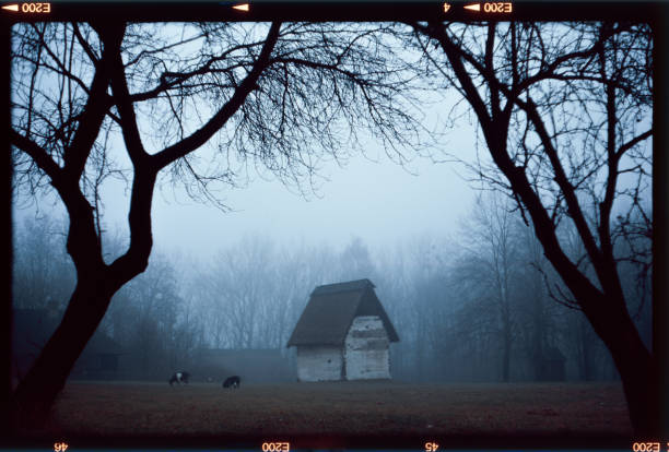 There was an early morning on the polish country side. Fog surrounded the field. Two cows were eating the grass.