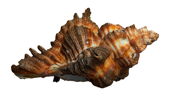 Shell Rendering 3d Rendering Sea Shell On White Stock Photo - Download Image Now ...