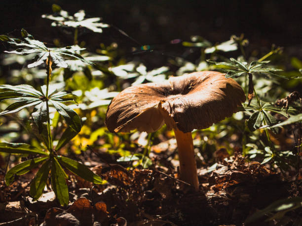 istock wild mushroom in the forest 2156923368