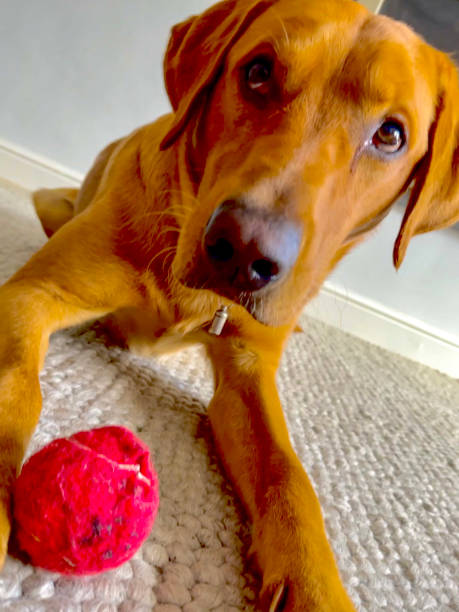istock Red fox Labrador on carpet with ball 2156923506