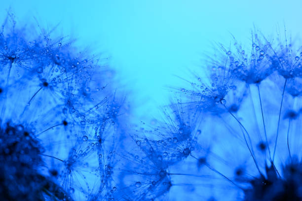 istock Two dandelions in dewdrops on a blue background. Very close macro. 2156923514