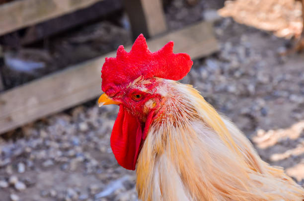 A rooster with a red beak and red comb. The rooster is standing on a dirt ground