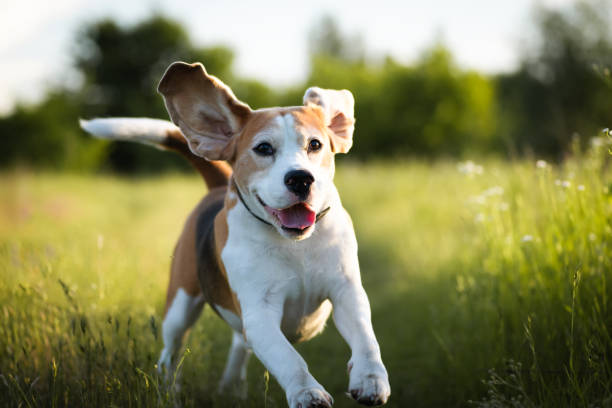 istock Happy beagle dog running against nature background 2156923941