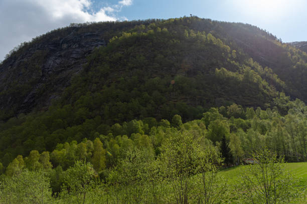 istock Skjolden - Norway - May 16 - 2023 - Trees 2156925590