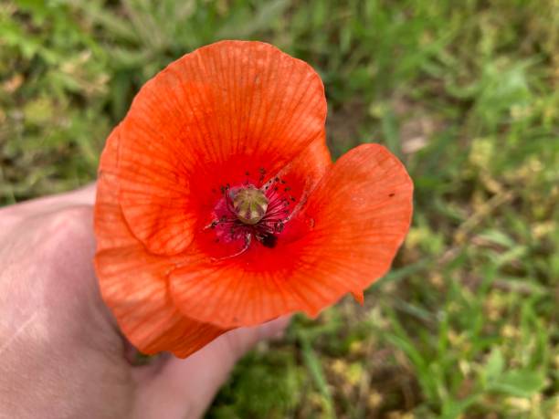 istock Summer flowers have bloomed in the garden 2156926245