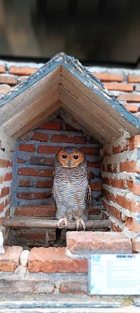 istock The owl's feet are tied in an artificial cage 2156926319