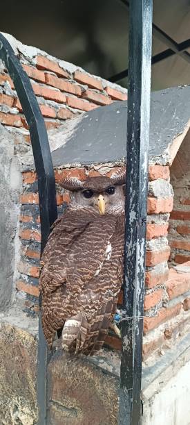 istock The owl's feet are tied in an artificial cage 2156926428