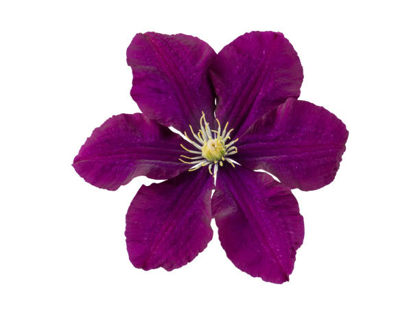 Velvety maroon purple clematis flower flatlay isolated on white