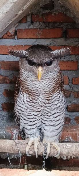 istock The owl's feet are tied in an artificial cage 2156926609