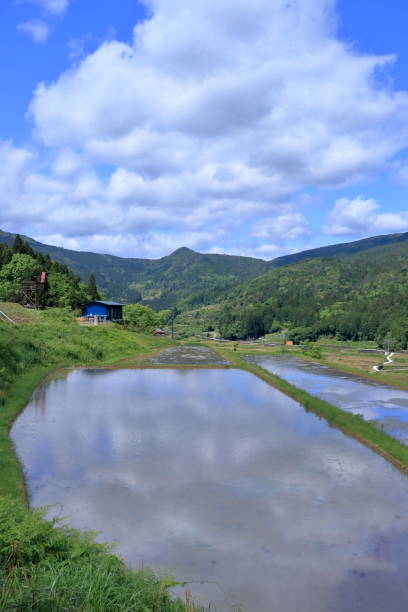 istock Yoshinobu  Terraced Rice Fields, Looking at the early summer clouds (Motoyama Town, Kochi Prefecture) 2156926861