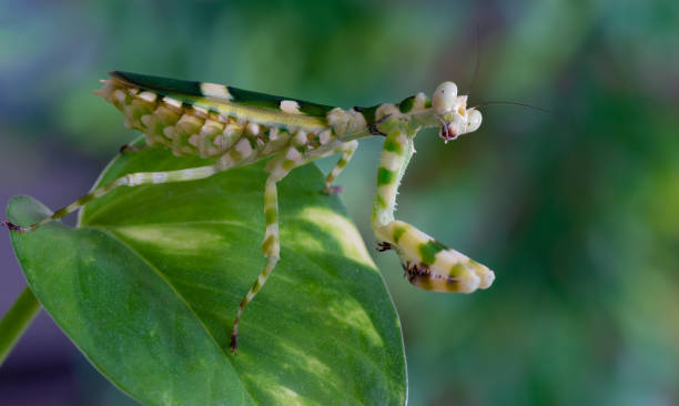 Mantis Development 280+ Budding Mantis Stock Photos, Pictures & Royalty-Free Images - iStock