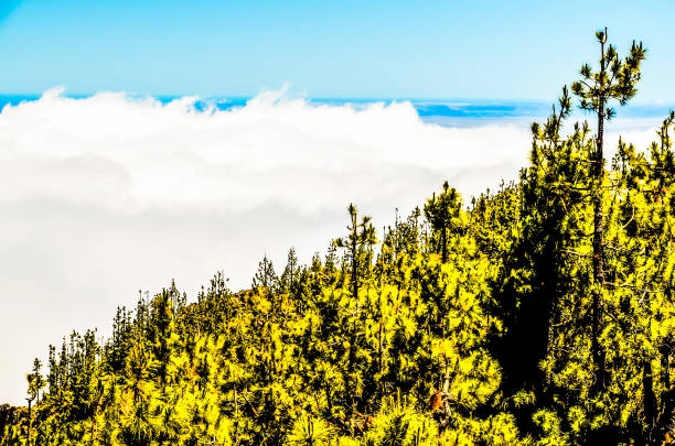 A tree is visible in the distance, with a cloudy sky in the background. Concept of tranquility and peacefulness, as the tree stands tall and proud amidst the cloudy sky