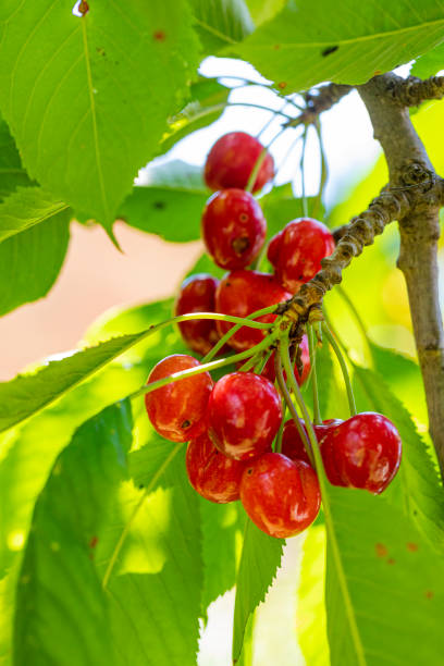 istock Prunus avium fruits in spring 2156931611