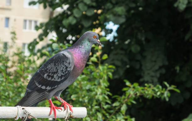 istock Invasion of pigeons 2156931833
