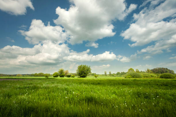 istock White clouds on a blue sky over a green meadow, Nowiny, Poland 2156934457
