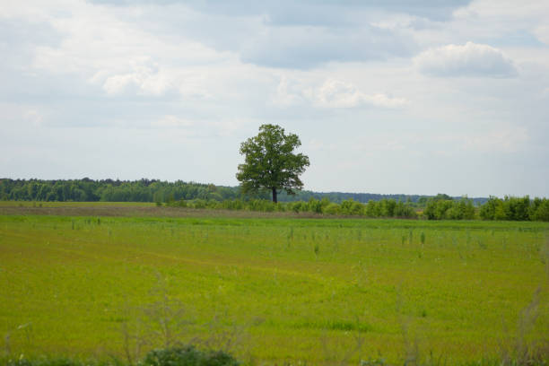 A lonely oak tree standing in the middle of a field. High quality photo
